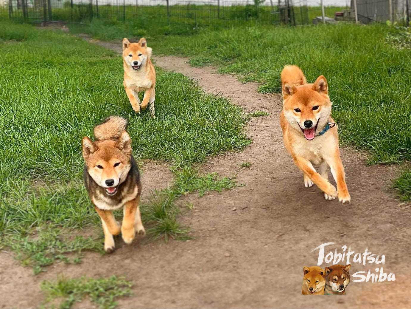 Local shiba inu breeders shops